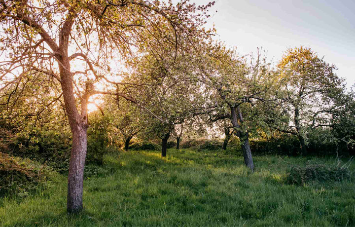 Traditional Somerset Orchard