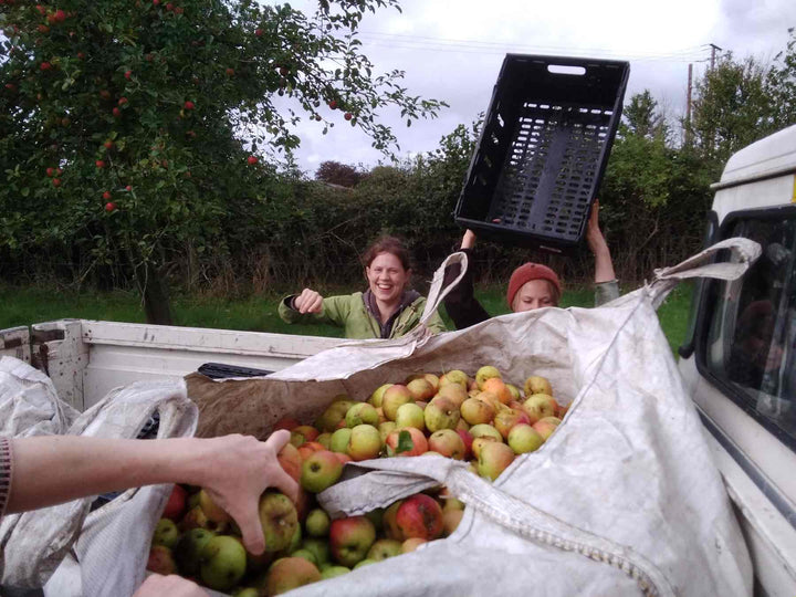 Apple picking Somerset
