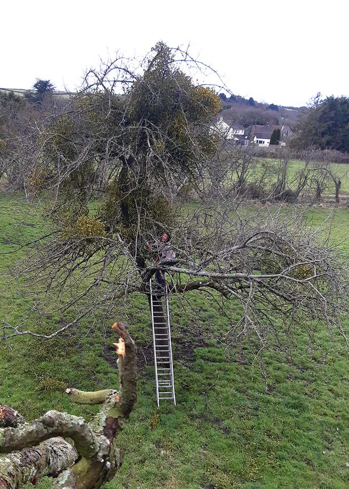 Pruning tradtional orchards