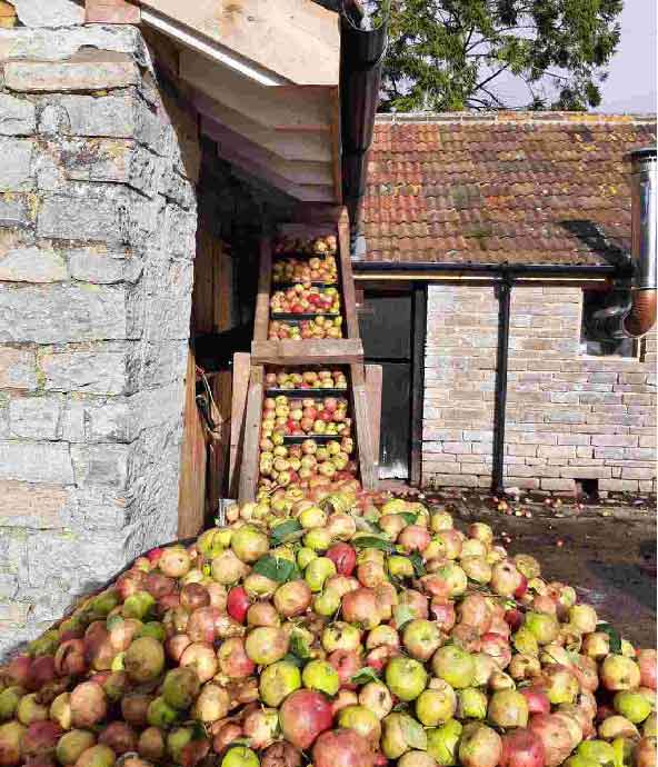 Apple pressing
